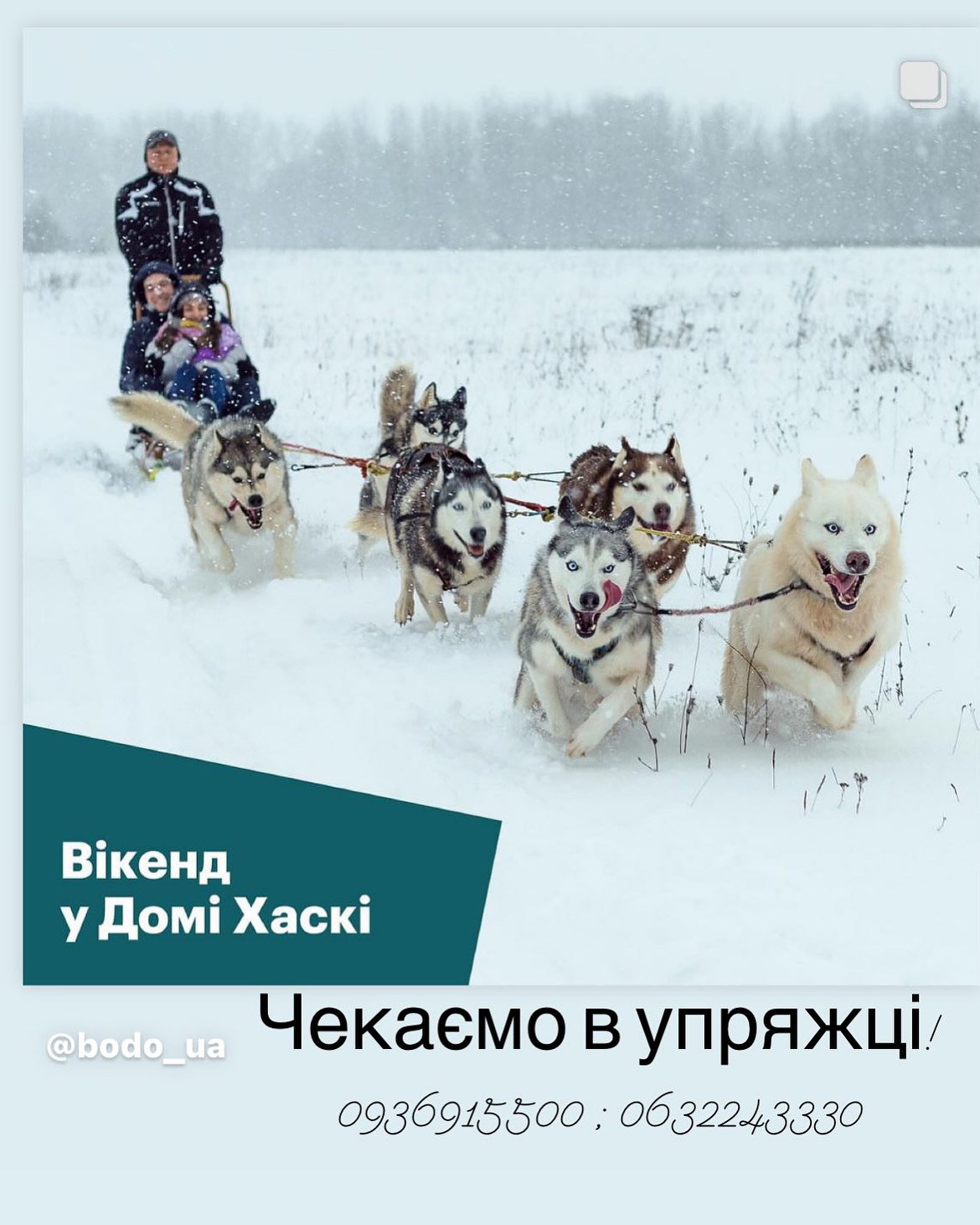 Упряжка хаскі ! Сенс життя, чи знущання з собак.