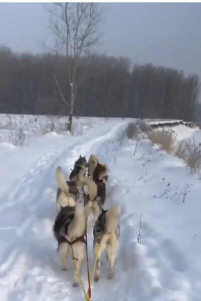 Вісім собак в упряжці. 